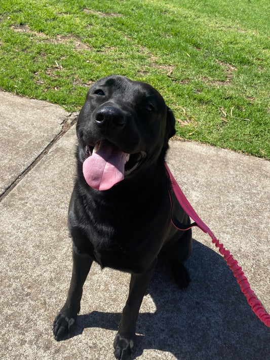 Walk, Bark, Repeat: A Dog Walker's Tale