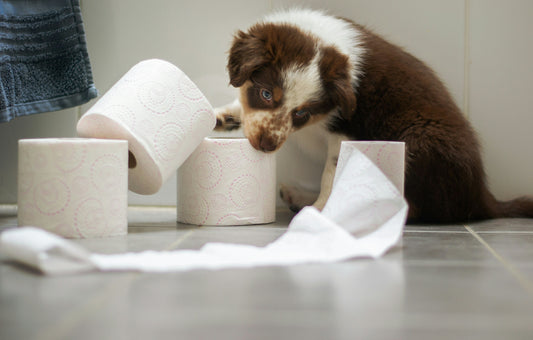 The Forbidden Puppy Stage..