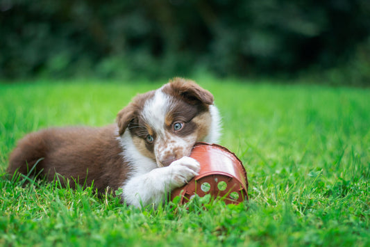 So... What IS Socialisation?