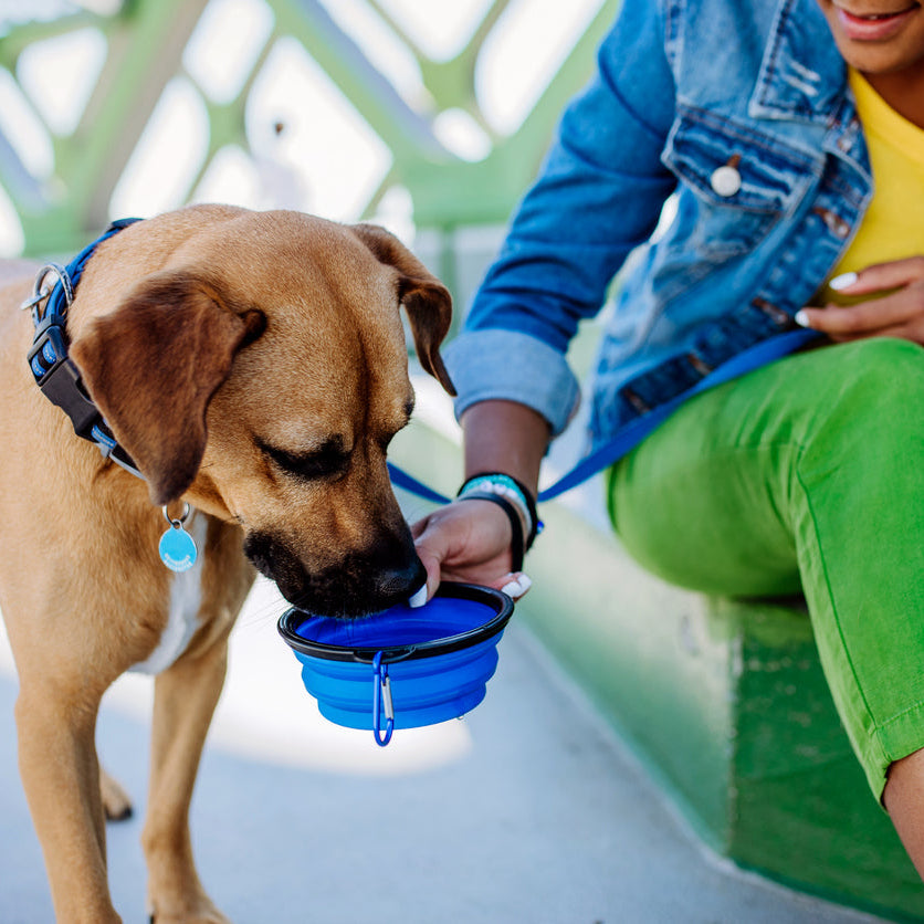 Portable Collapsible Dog Bowl | Travel Water & Food Bowl + Waste Bag Dispenser