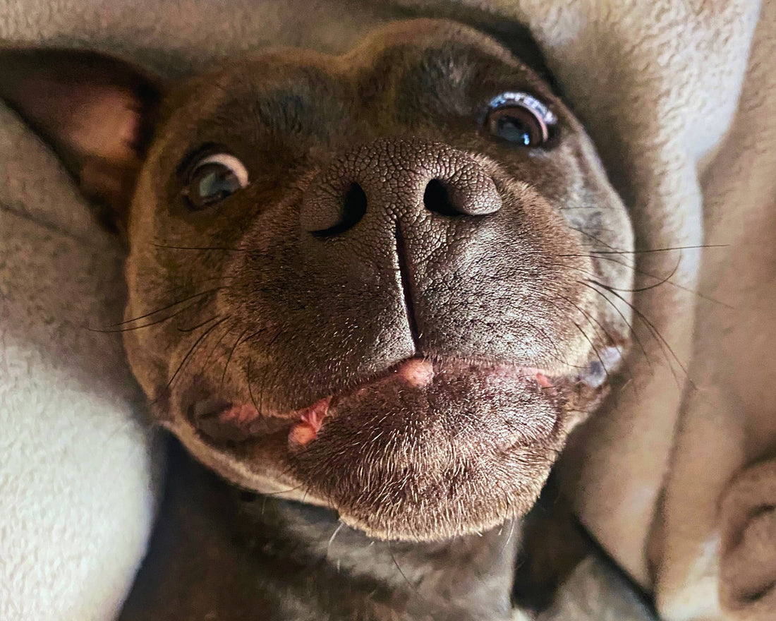 Staffordshire Bull Terrier smiling 
