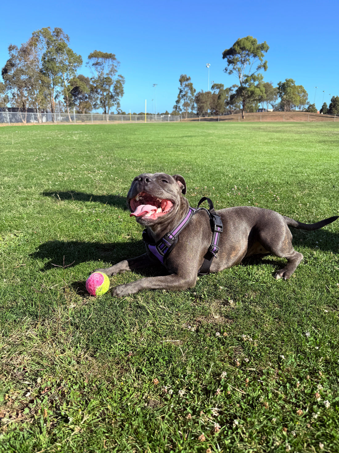5 Common Myths About Staffies