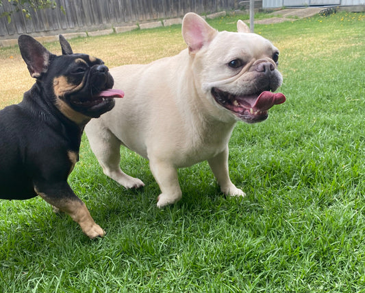 The Ultimate Guide to Introducing Dogs