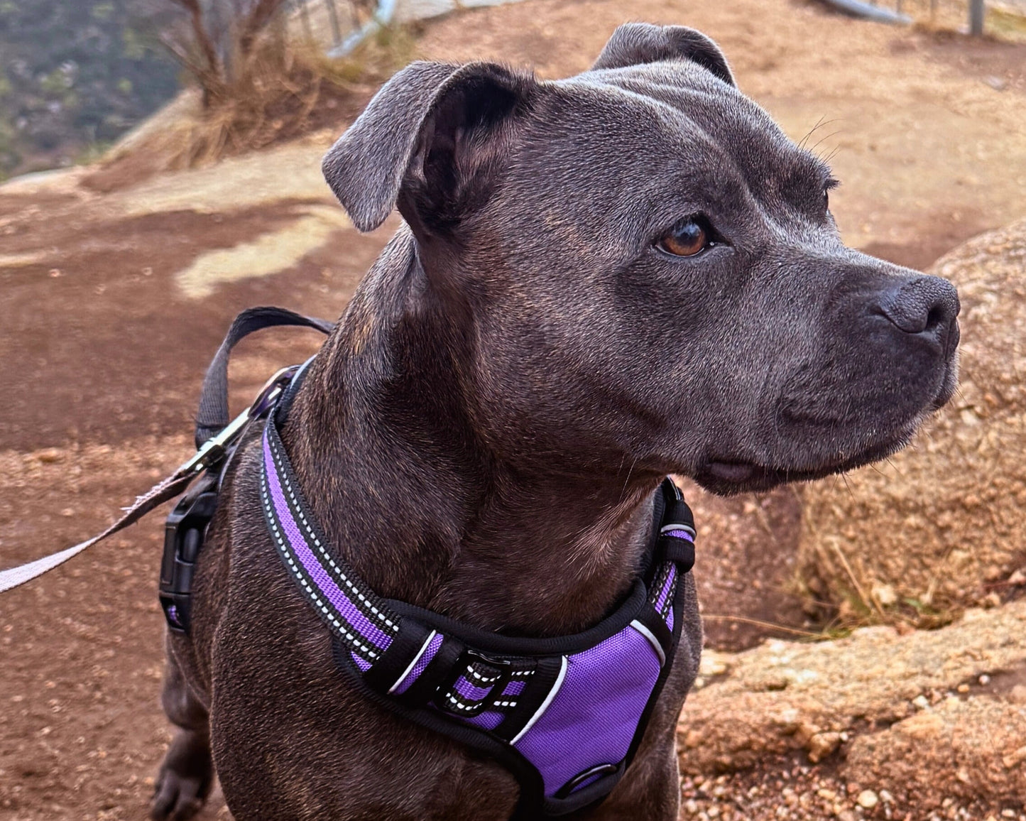 Ultimate No-Pull Dog Harness | Soft Padded for Comfort & Total Control