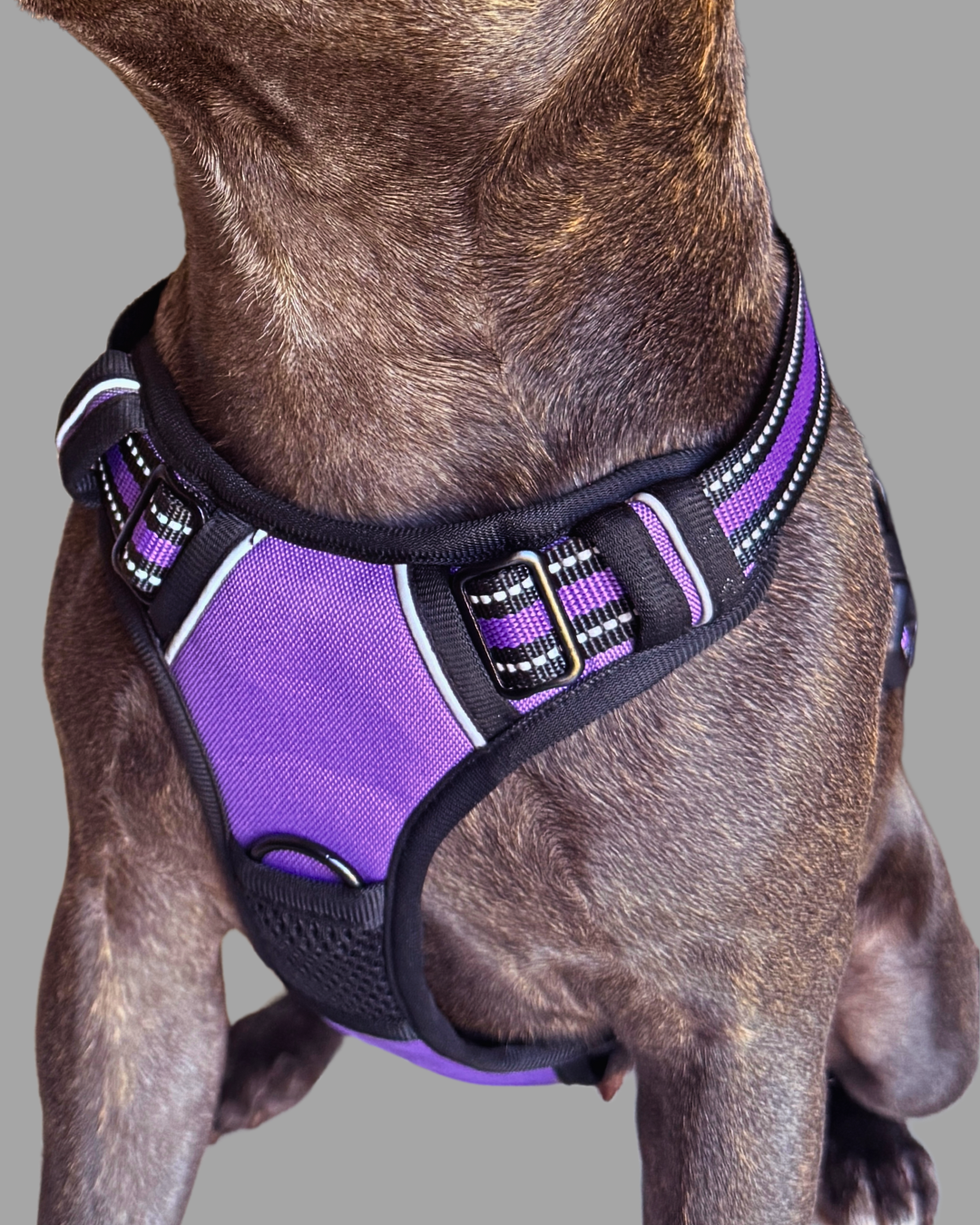 Ultimate No-Pull Dog Harness | Soft Padded for Comfort & Total Control
